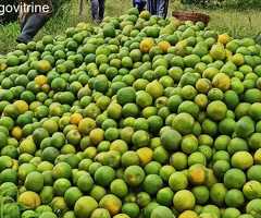 KPALIMÉ, FERME AGRICOLE ET D'ÉLEVAGE