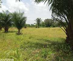 KPALIMÉ, FERME AGRICOLE ET D'ÉLEVAGE